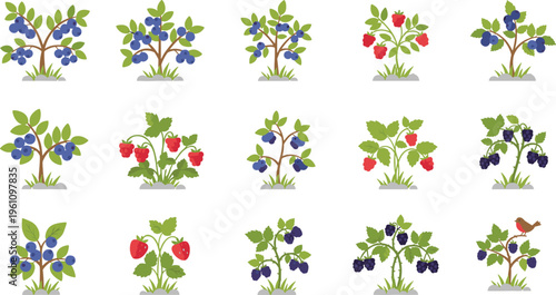 Vector illustration of fifteen berry plants including blueberry, raspberry, strawberry, and blackberry with leaves, ripe fruits, and bird