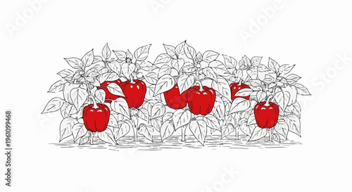 Row of red bell peppers growing on plants with grey foliage