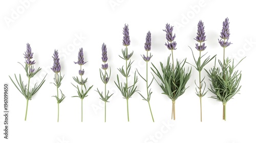 Growth stages of lavender plants isolated on white background, botanical illustration for gardening and wellness