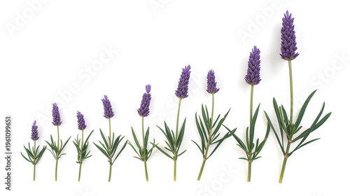 Growth stages of lavender plants in white background minimalist botanical illustration