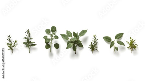 Growing green basil seedlings in white pots isolated on white background minimalist plant growth stages