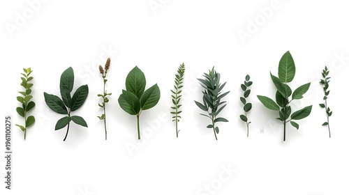 Set of nine green medicinal herb plants isolated on white background for natural health and wellness