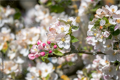 Apfelblüte