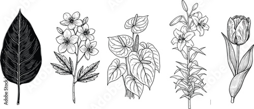 Hand Drawn Botanical Plant Collection with Leaves and Flowers, Vintage Engraving Style Floral Elements for Nature, Garden and Decorative Illustration Design Projects