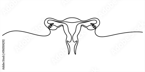 Continuous line drawing of the female reproductive system representing health and anatomy. Vector, illustration