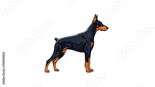 Sleek doberman pinscher standing confidently in side profile against a white background, suitable for dog breed and pet care content.
