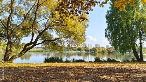 Fotografie Birches, willows, and maples with yellowed foliage grow on the grassy shore of the lake next to an asphalt pedestrian path strewn with fallen leaves