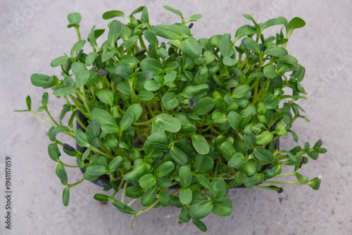 Fresh microgreens grown from sunflower seeds offer a nutritious addition to a healthy diet. Packed with vitamins and minerals, support wellness and clean eating habits. Perfect for salads and meals