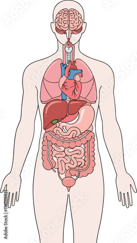 Accurate medical illustration of the human torso showing respiratory digestive and urinary systems in detail
