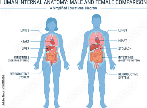 Educational diagram comparing human male and female internal anatomy with labeled major organs on blue silhouettes