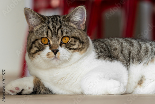 British shorthair cat with golden eyes lying on floor