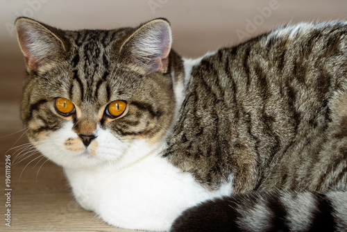 Cute british shorthair cat resting on floor indoors