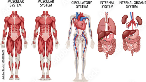 Anatomical illustration showing muscular system, circulatory system, internal organs, and skeletal system in human body