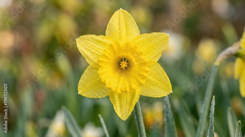 Closeup Bright Yellow Flower with Water Droplets