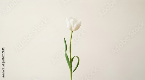 Elegant White Tulip with Green Stem Minimal Background