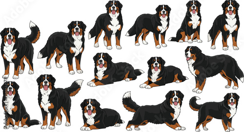 Bernese Mountain Dog set in multiple poses, hand drawn vector illustration of adorable large breed dogs, pet collection isolated on white background for design use