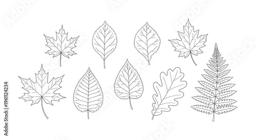 Minimalist botanical line art leaves, set of 9 hand drawn leaf illustrations, delicate black and white foliage icons for modern branding and wedding stationery
