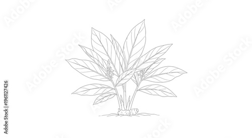 Detailed Drawing of a Plant.
