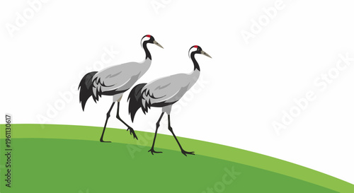 Two graceful cranes walk across a green grassy hill under a white sky