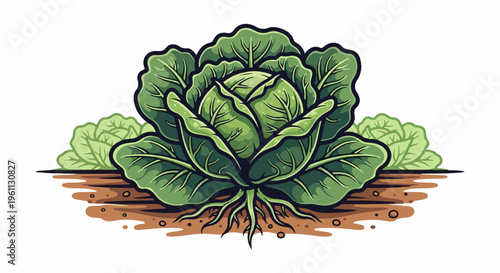 Vibrant green cabbage heads growing in rich brown soil