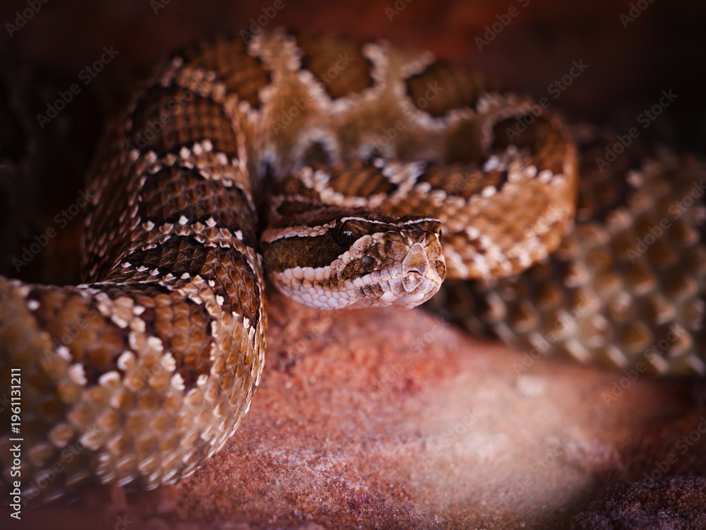 Fototapeta premium A striking close-up of a venomous rattlesnake coiled defensively on a textured desert rock, showcasing its detailed scales and watchful presence in its natural arid habitat