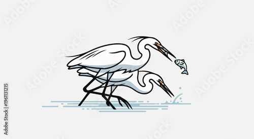 Two white birds fishing for a small fish in the water