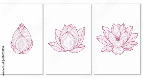 Three line drawings of pink lotus flowers in different stages of bloom