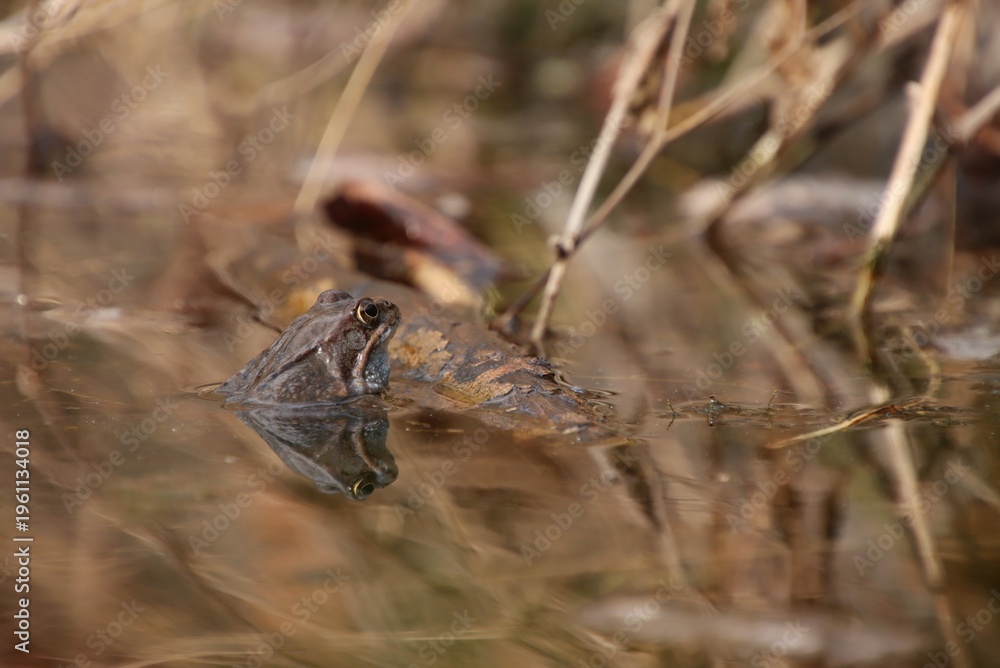 Fototapeta premium A brown frog's head peeks out of the water.