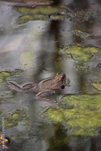 A brown frog swims in the water. There are algae around it