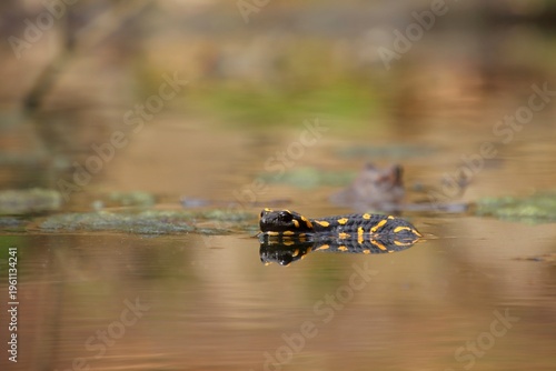 The salamander is swimming in the water.