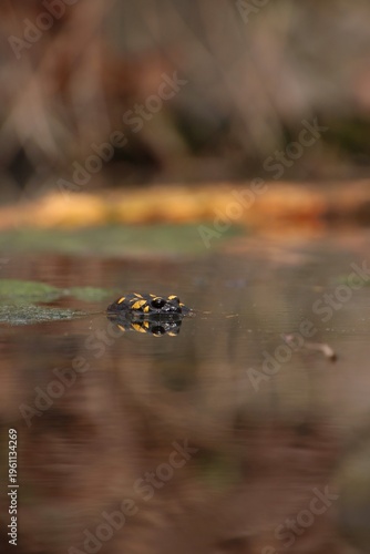 The salamander is swimming in the water.