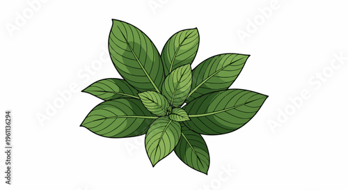 Top-down view of a lush green plant with broad, veined leaves