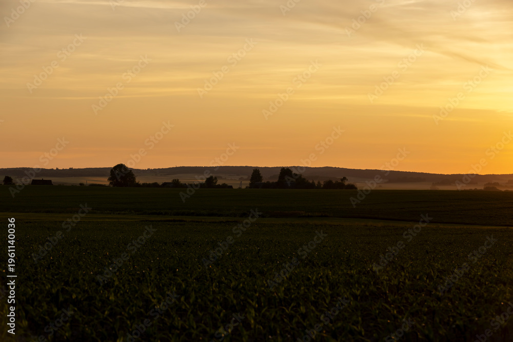Fototapeta premium field with corn leaves in summer in sunny weather at sunset, natural light