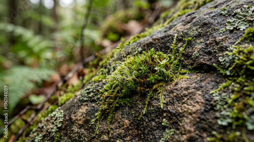 Lush green moss growing on forest rock, macro view of organic woodland texture, natural stone surface with bryophyte and lichen in wild environment
