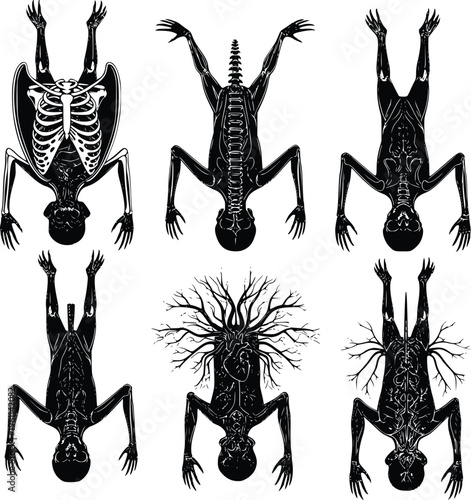 A group of six frogs with different skeletal and skin designs