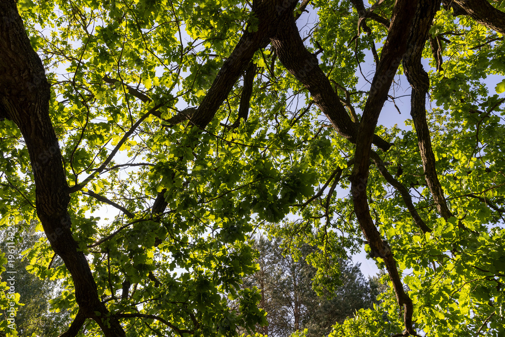 Fototapeta premium closeup of an old powerful oak with branches and green foliage in the summer in sunny bright weather, a deciduous oak tree with fresh foliage in bright sunlight in the summer season
