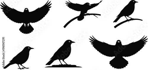 Black Bird Silhouette Set with Flying Perching and Standing Poses Crow Raven Vector Collection Isolated on White Background