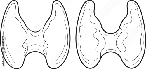 Two outlines of the thyroid gland, one more detailed than the other, representing medical illustration for endocrinology or health conditions, scientific diagram