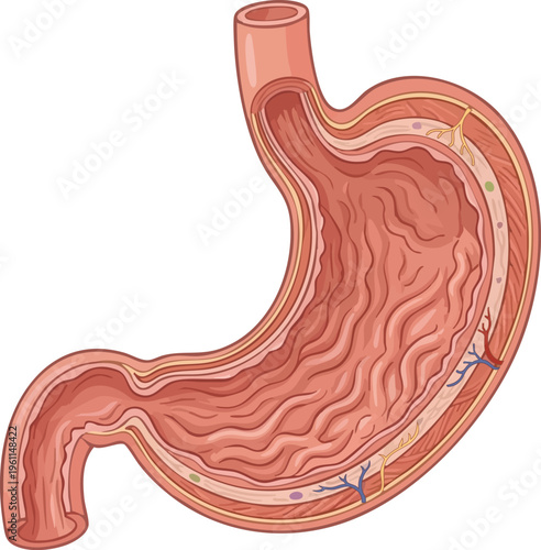 Vector medical diagram of the human stomach cross section showing internal layers and rugae
