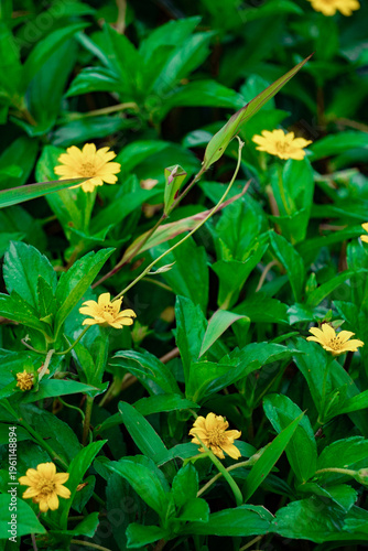 Vibrant Yellow Flowers in Green Foliage.