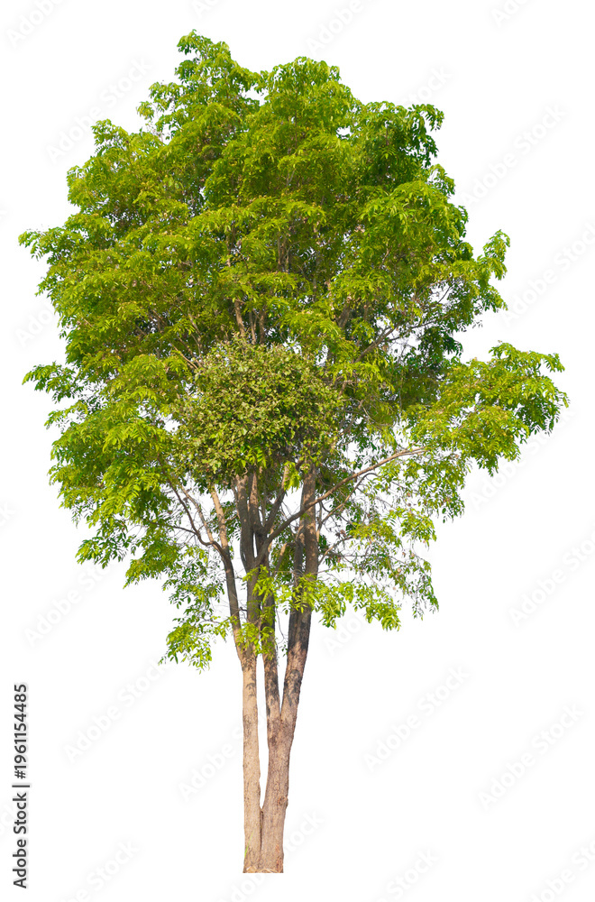 Obraz premium PNG format of tree with transparent background design Ready to drag and drop into any project.