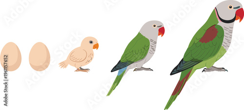 Parrot Life Cycle Set with Egg Chick Juvenile and Adult Stages Exotic Bird Vector Illustration Isolated on White Background