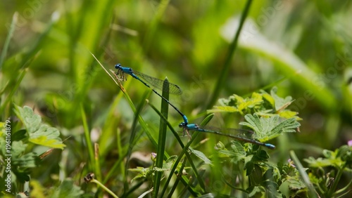 blue damselflies mating