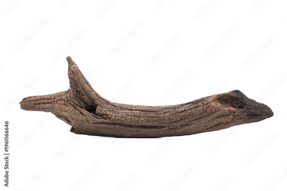 Naklejka premium Ancient, dried tree roots with unique and beautiful shapes against a white background.