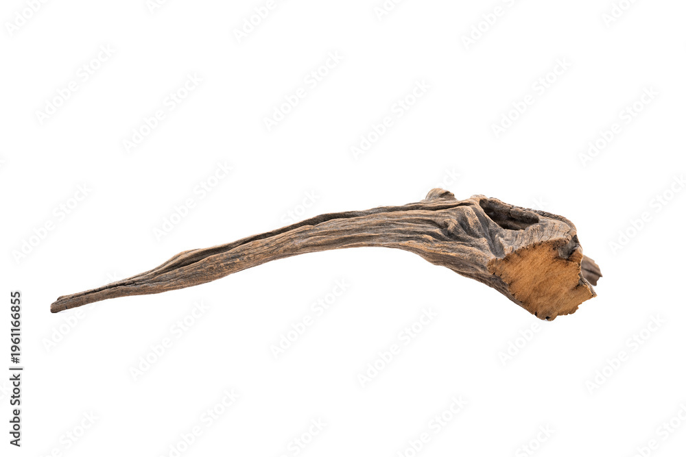 Obraz premium Ancient, dried tree roots with unique and beautiful shapes against a white background.