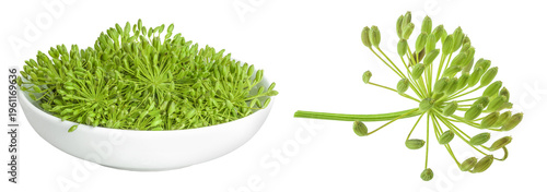 Dill herb or Anethum graveolens flower in ceramic bowl isolated on white background