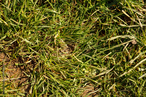 Close-up view of fresh gree...