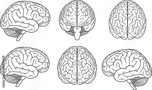 Human Brain Anatomy Vector Illustration, Medical Line Art Set with Side Front Top Views, Brainstorming Psychology Concept Isolated on White