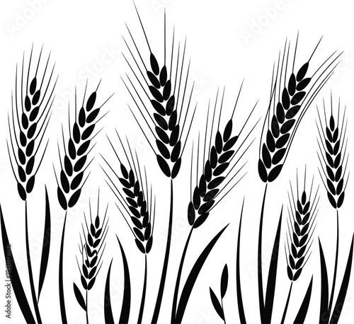 Black silhouette of various wheat stalks and leaves against  