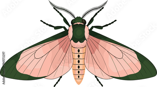 Illustration of a moth with green-edged wings and a pink body with black dots